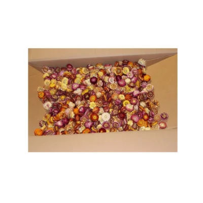 Fleurs immortelles